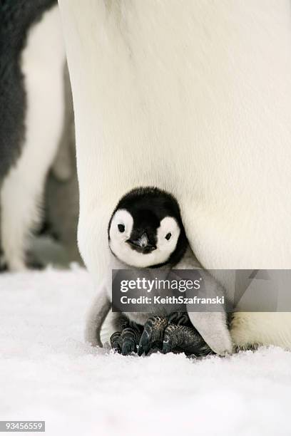 manchot empereur chick sur pieds - oisillon photos et images de collection