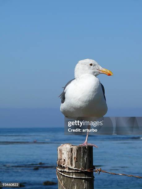 curious single leg seagull - one animal stock pictures, royalty-free photos & images