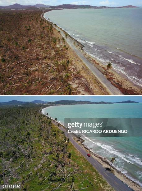 This combo of photos made on March 19, 2018 shows downed power line poles and damaged palm trees in the aftermath of Hurricane Maria in Humacao,...