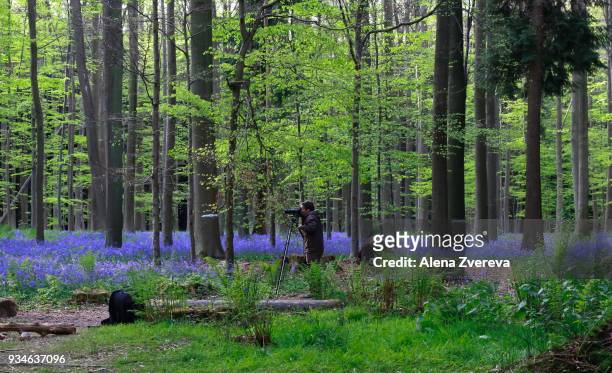a photographer in the forest - alena zvereva stock-fotos und bilder