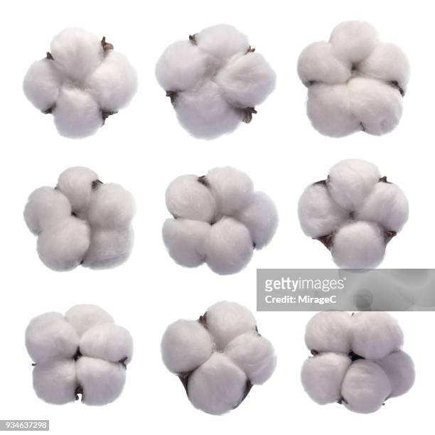 cotton flower blossom - wattenbol stockfoto's en -beelden