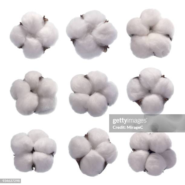 cotton flower blossom - boll stock pictures, royalty-free photos & images