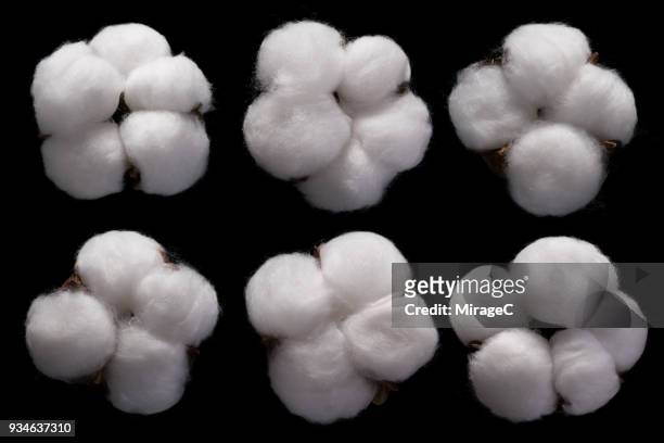 cotton flower blossom - wattebausch stock-fotos und bilder