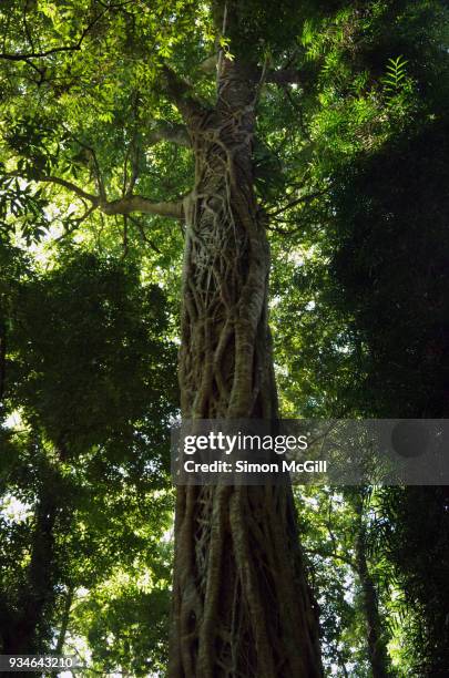 strangler fig engulfs a host tree in dorrigo national park, new south wales, australia - engulfs stock pictures, royalty-free photos & images