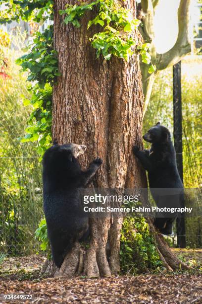asian black bears - oso negro asiático fotografías e imágenes de stock