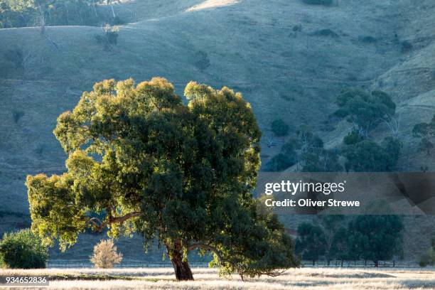 599 Gun Tree Stock Photos, High-Res Pictures, and Images - Getty Images
