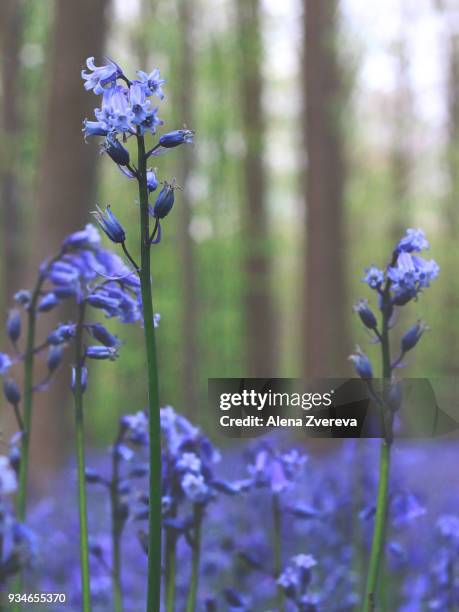 in the magic forest - alena zvereva stock-fotos und bilder