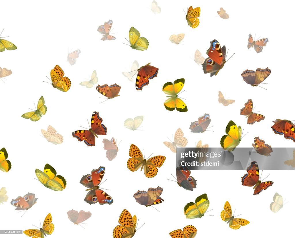 Photo of red, orange, and yellow butterflies