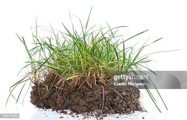 tuft of grass with worm - tassel stock pictures, royalty-free photos & images