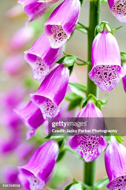 close-up, macro image of the summer flowering purple foxglove flower also known as digitalis purpurea - foxglove stock pictures, royalty-free photos & images
