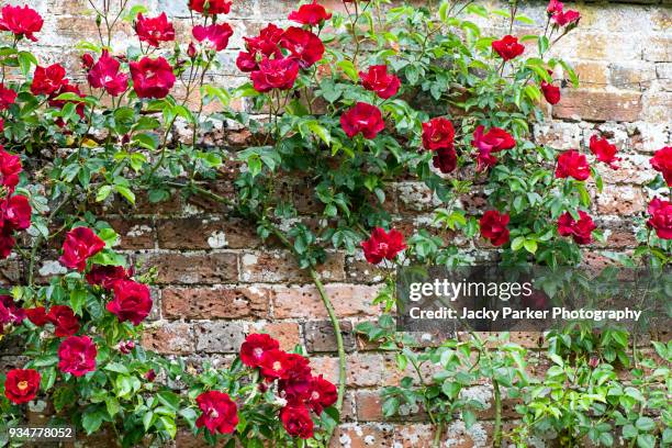 vibrant red summer flowering red, climbing roses on a brick wall - red roses garden 個照片及圖片檔