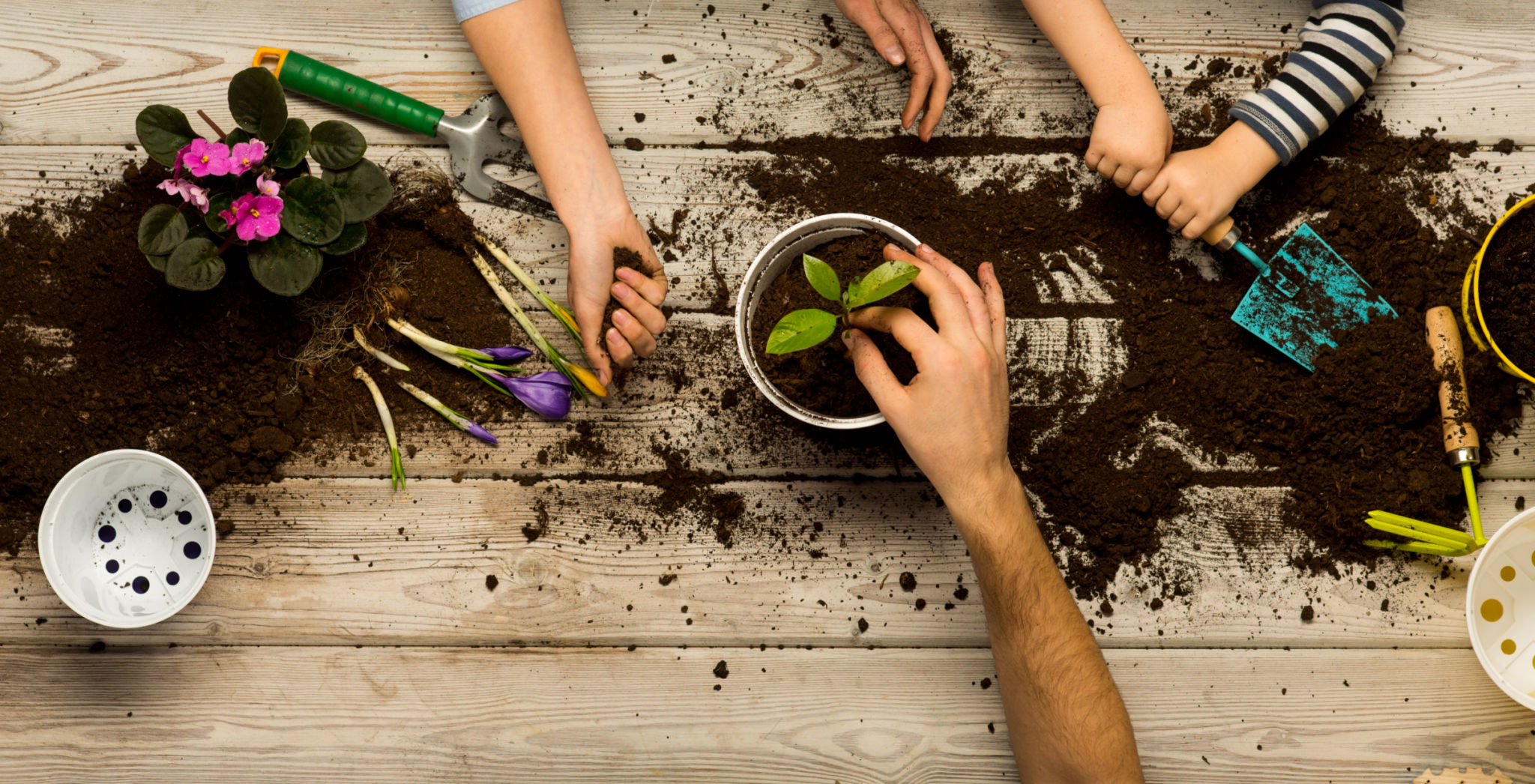 gardening beginner