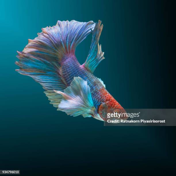 betta fish, siamese fighting fish, betta splendens,aquarium,moment of siamese fighting fish - siamese fighting fish stock pictures, royalty-free photos & images