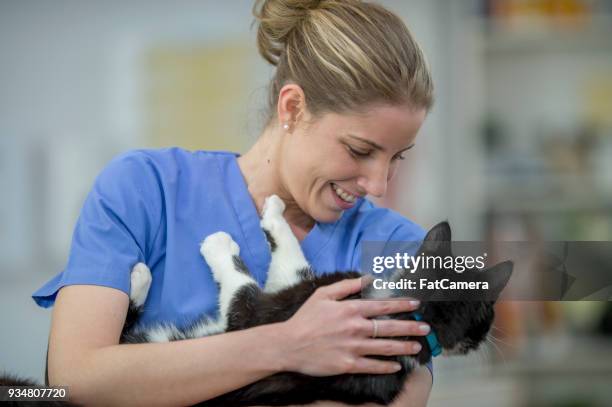 holding a cat - fat cat stock pictures, royalty-free photos & images