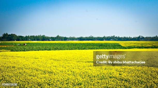 winter nature and agriculture in bangladesh - bangladesh business stock pictures, royalty-free photos & images