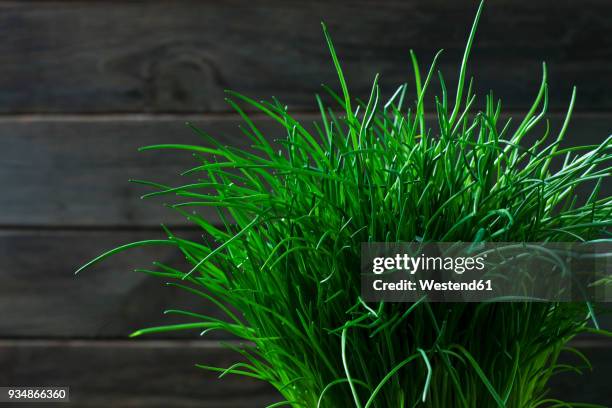 chives - cebolinho imagens e fotografias de stock