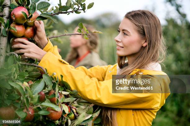smiling woman harvesting apples from tree - female rain coat bildbanksfoton och bilder