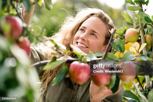 smiling woman harvesting apples from tree - frau apfel stock-fotos und bilder