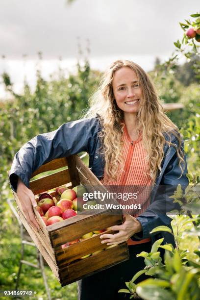 smiling woman harvesting apples in orchard - happy farmer stock-fotos und bilder
