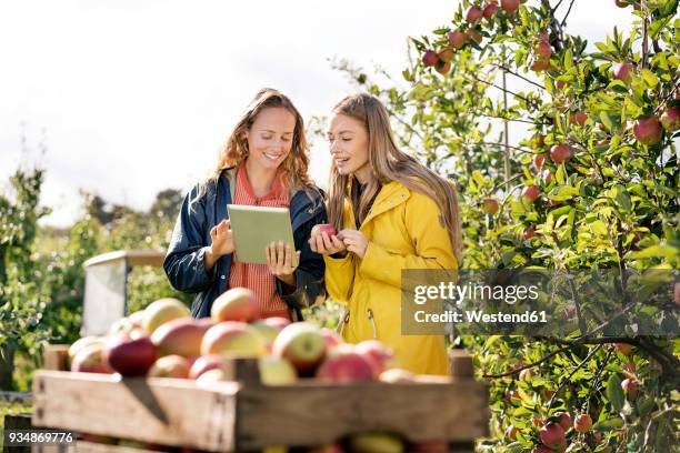 two smiling women using tablet in apple orchard - fruit stand stock pictures, royalty-free photos & images