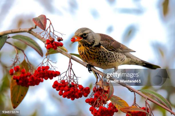 fieldfare eating rowan berries - rönnbär bildbanksfoton och bilder