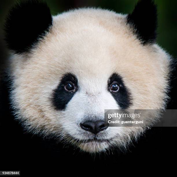giant panda bear  (ailuropoda melanoleuca) - panda animal stock pictures, royalty-free photos & images