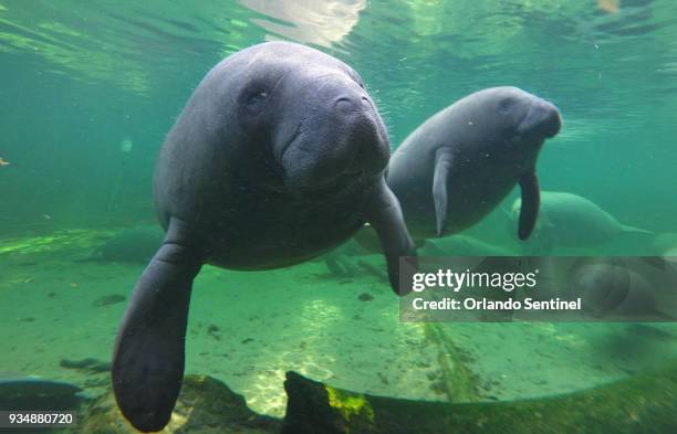 Manatees find refuge in the warm waters of Blue Spring located at Blue Spring State Park, Orange City, Fla., in a 2015 file image. Manatees, which...