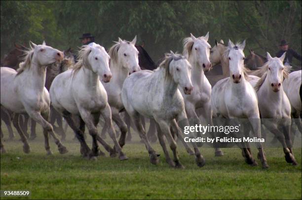 running horses - san antonio de areco fotografías e imágenes de stock