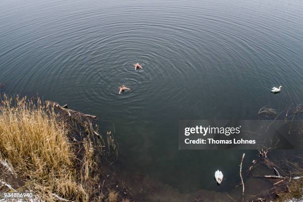 Gustav Meierl and his brother Waldemar Meierl swim in a lake near Biebesheim am Rhein in minus 2 degrees Celcius air temperature on March 19, 2018 in...