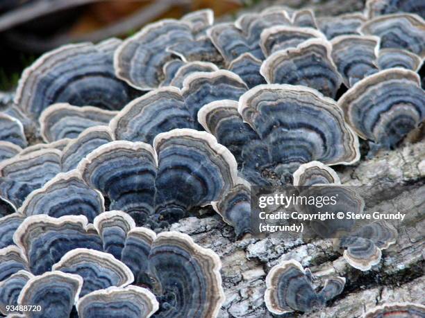 blue turkey tail (tramentes versicolor) - trametes versicolor stock pictures, royalty-free photos & images