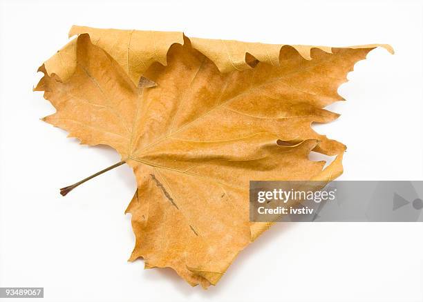 isolated orange autumn leaf against white background - dry leaf stock pictures, royalty-free photos & images