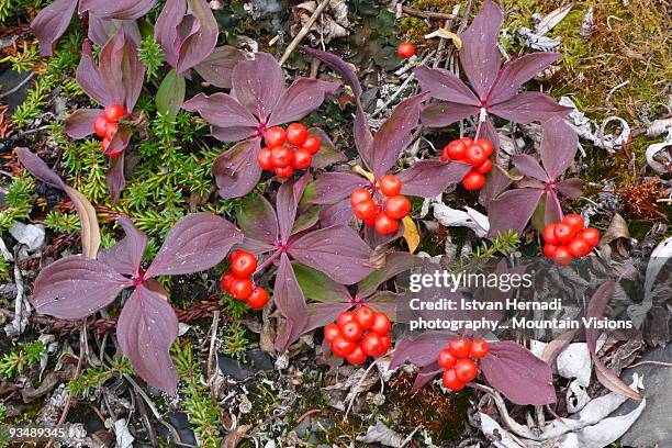 cornus suecica - bunchberry cornus canadensis stock pictures, royalty-free photos & images