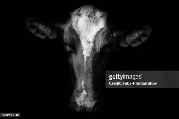 closeup portrait of cow - cow stock-fotos und bilder