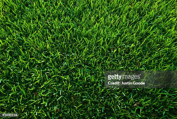 symmetrical grass - green grass fotografías e imágenes de stock