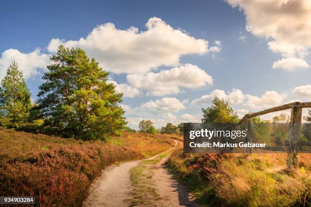 heath and trees - luneburger heath stock pictures, royalty-free photos & images