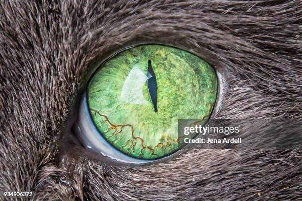 cat's eye closeup green eyes cat - tierisches auge stock-fotos und bilder