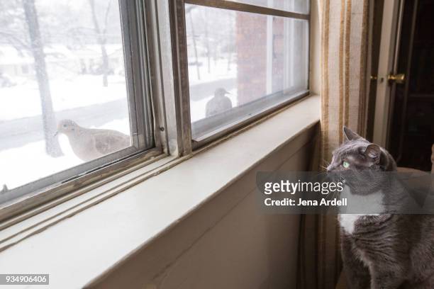 cat looking out window cat watching birds - domestic cat stalking stock pictures, royalty-free photos & images