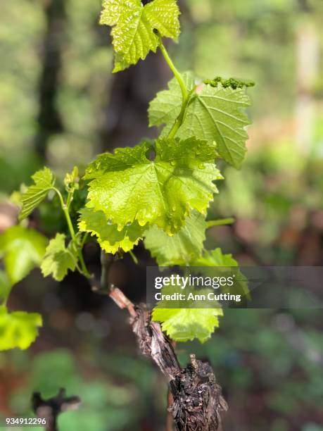 sangiovese grape vines starting to grow - sangiovese grape stock pictures, royalty-free photos & images