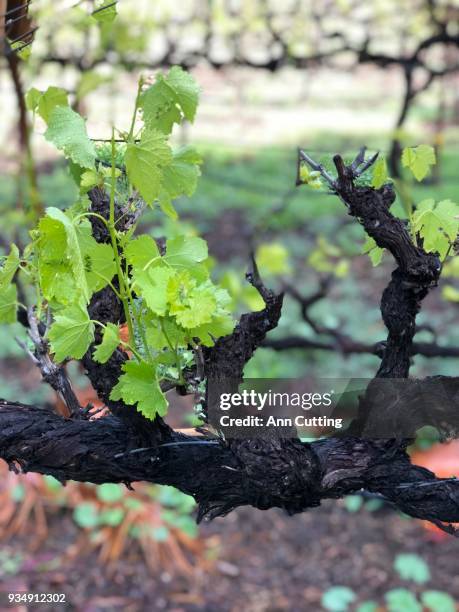 sangiovese grape vines starting to grow - sangiovese grape stock pictures, royalty-free photos & images