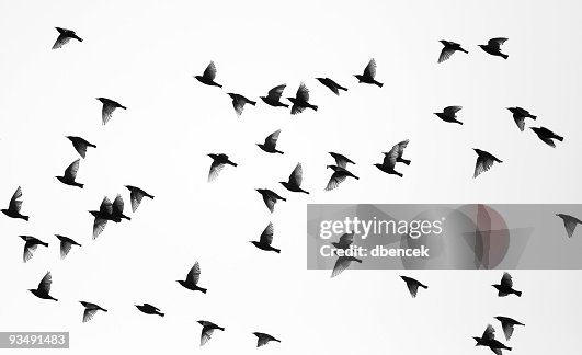 15 572点の羽ばたく 鳥のストックフォト Getty Images 15 572点の羽ばたく 鳥のストックフォト Getty Images