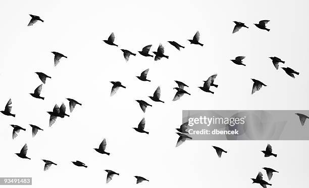 鳥 - flock of birds ストックフォトと画像
