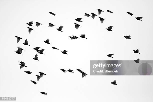 herde von spatzen - formationsfliegen stock-fotos und bilder