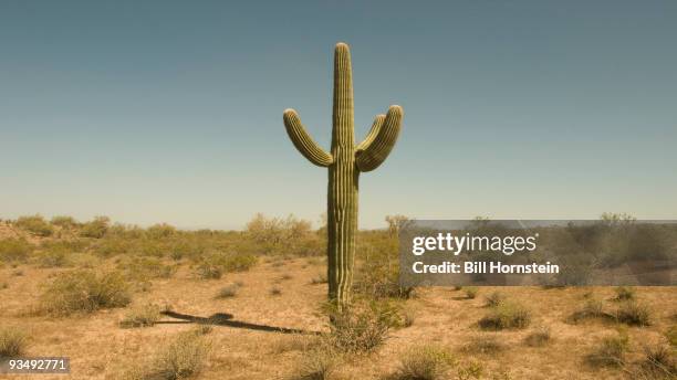 cactus - remote foto e immagini stock