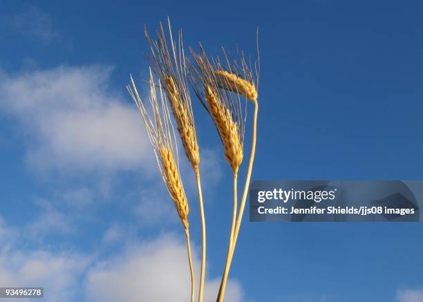 amber waves of grain - amber waves of grain stock pictures, royalty-free photos & images