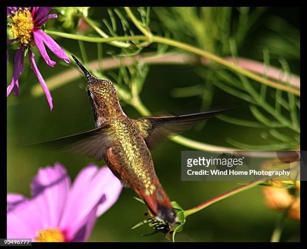 anna's hummingbird - anna stockfoto's en -beelden