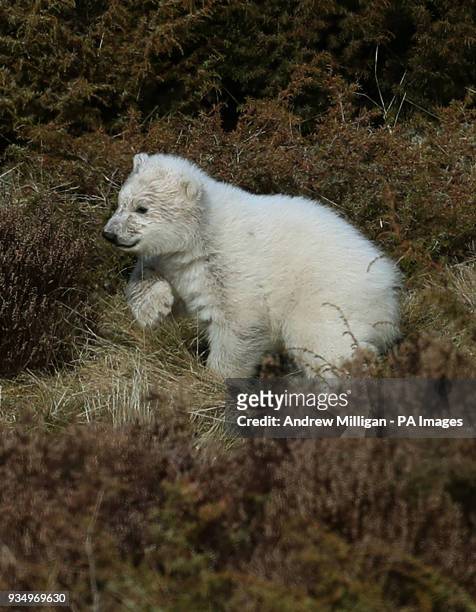 The first polar bear cub to be born in the UK for 25 years, as of yet unnamed and unsexed, begins to explore its outdoor enclosure at RZSS Highland...