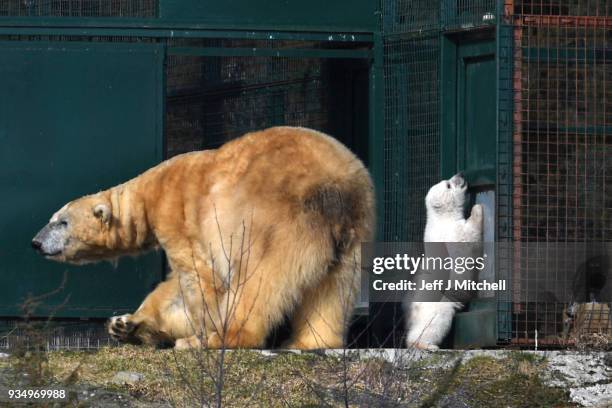 The Highland Wildlife Park female polar bear and her new cub walk around their enclosure on March 20, in Kingussie, Scotland. The Royal Zoological...