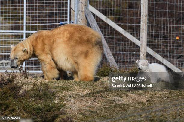 The Highland Wildlife Park female polar bear and her new cub walk around their enclosure on March 20, in Kingussie, Scotland. The Royal Zoological...