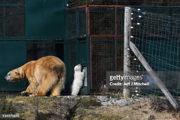 The Highland Wildlife Park female polar bear and her new cub walk around their enclosure on March 20, in Kingussie, Scotland. The Royal Zoological...