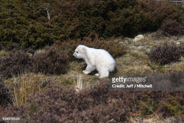 The Highland Wildlife Park female polar bear's new cub walks around their enclosure on March 20, in Kingussie, Scotland. The Royal Zoological Society...